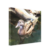Female Wood Duck