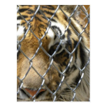 Fenced tiger postcard (v)