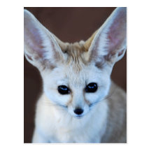 Fennec fox post cards