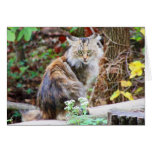 Feral Cat Sitting in Woods Card