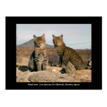 Feral cats postcard - Los Alamos Nr Chirivel Spain