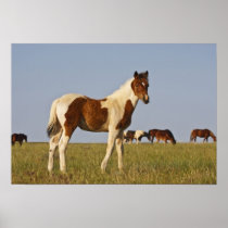 Feral Horse Equus caballus) colt with herd in