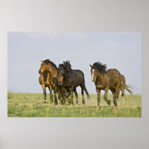 Feral Horse Equus caballus) wild horses 3 Posters
