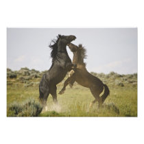 Feral Horse Equus caballus) wild horses