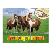 Feral  horses, Assateague Island Nat. Seashore Post Cards