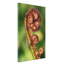 Fern buds gallery wrapped canvas