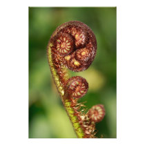 Fern buds photo