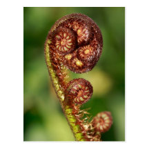 Fern buds post cards