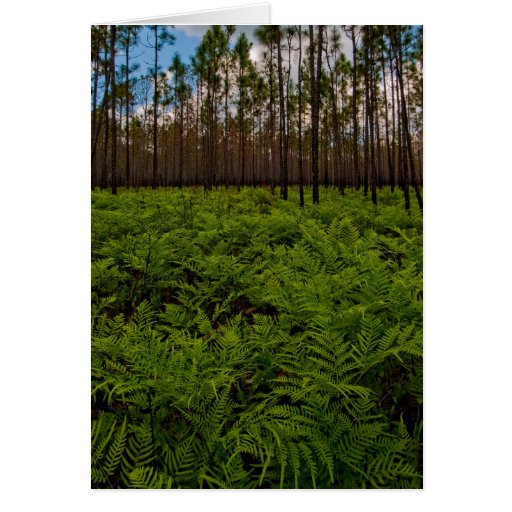 Fern Floor Greeting Cards