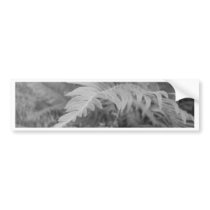 Fern Friendly Bumper Stickers