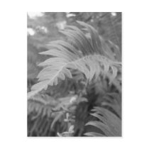 Fern Friendly Postcard