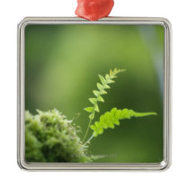 fern in rain forest clsoe up christmas ornament