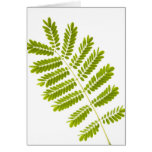 Fern leaves greeting cards