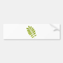 Fern leaves isolated bumper sticker