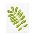 Fern leaves isolated post cards