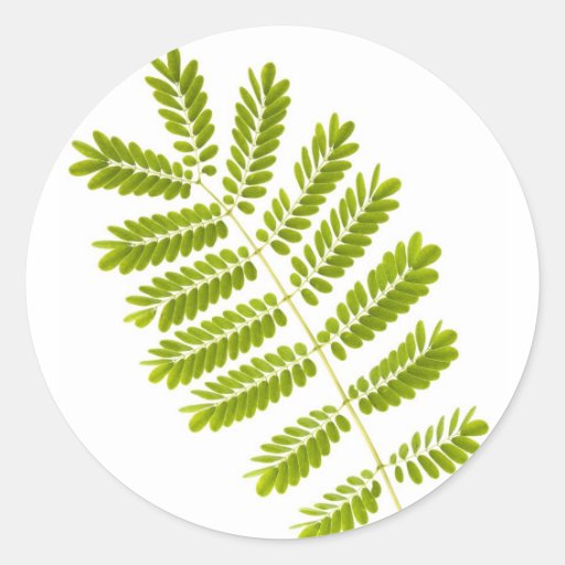Fern leaves isolated round stickers