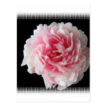 Fern Peony Postcard