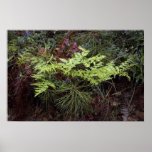 Fern, pine, and ceanothus print