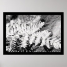 Fern Print
