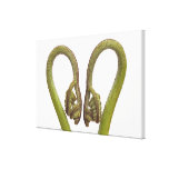 Fern sprouts 2 canvas prints