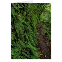 Fern Wall along Trail Card