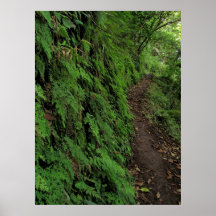 Fern Wall along Trail Print