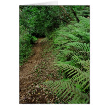 Ferns along hiking trail greeting cards