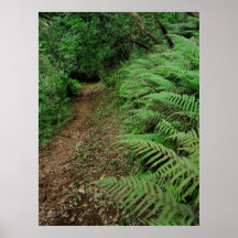 Ferns along hiking trail print
