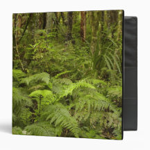 Ferns and native bush near Matai Falls, Catlins Binders