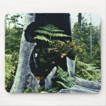 Ferns and Tree Stump Mouse Pads