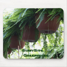 ferns in pots - mousepad