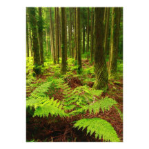 Ferns in the forest custom invite