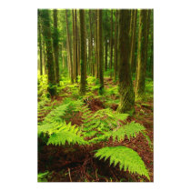 Ferns in the forest photographic print