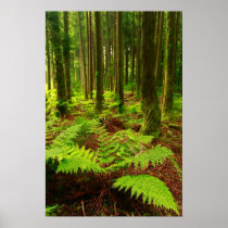 Ferns in the forest print