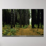 Ferns in the forest print