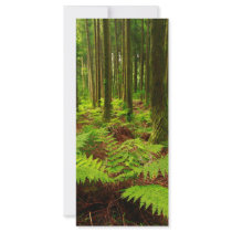 Ferns in the forest full color rack card
