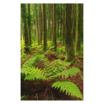 Ferns in the forest customized stationery