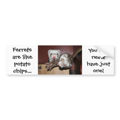 Ferret Bumper Sticker by quokka