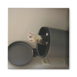 Ferret in a trashcan refrigerator magnets