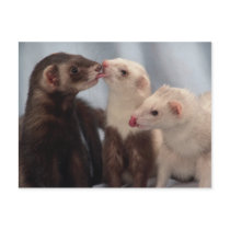 Ferret Love Postcard