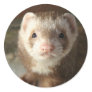 Ferret Sticker close-up