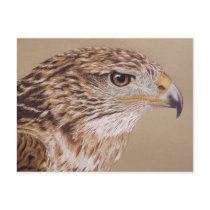 Ferruginous Hawk