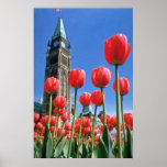 Festival canadien blanc de tulipe, tour de paix av affiche