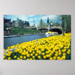 festival canadien jaune de tulipe, canal de Rideau Posters