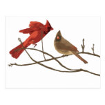 Festive Red Cardinals Postcard