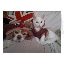 Festive Reindeer pet christmas cards