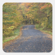 Feuillage d'automne de bord de la route, Vermont d Autocollants Carrés