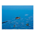 Feuille dans l'eau bleue cartes postales