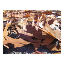 Feuille d'automne impressions photographiques