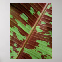 Feuille de banane de Varigated Posters